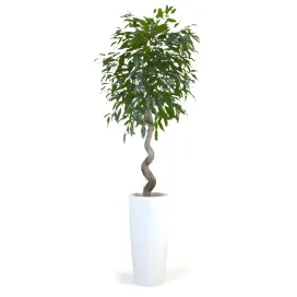 Ficus daniel